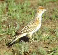 White-winged Lark