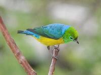 * Blue Naped Chlorophonia