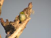 Speckled Tanager