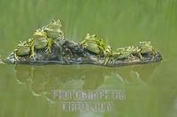 Edible frogs ( Rana esculenta ) sitting on a branch stock photo