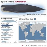 Sperm whale