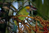 Gold-whiskered Barbet