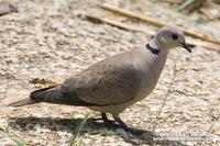 Red Turtle Dove 火斑鳩  O9W4337.jpg