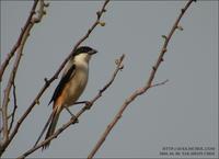 Long-Tailed Shrike Lanius schach 긴꼬리때까치