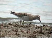 Sharp-tailed Sandpiper