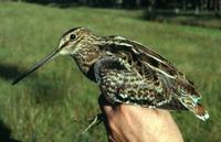 Gallinago hardwickii, Latham's Snipe