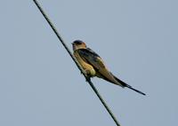 귀제비(Hirundo daurica) (Red-rumped Swallow)