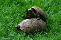 Tortoises mating on a lawn