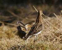 Common Snipe (Gallinago gallinago)