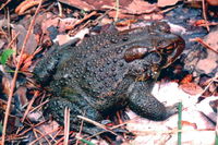 : Bufo americanus; American Toad