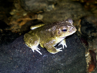 : Bufo luetkenii