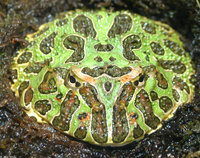 : Ceratophrys ornata; Argentinian Horned Frog