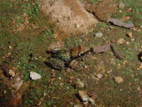 : Eleutherodactylus etheridgei