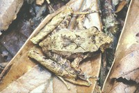 : Eleutherodactylus sp.