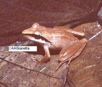 : Ischnocnema hoehnei