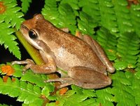 : Litoria ewingii; Whistling Tree Frog