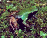 : Mantella nigricans; Green-black Mantella