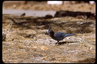 : Cyanocitta stelleri; Steller's Jay