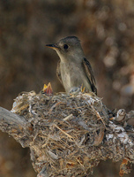 : Empidonax oberholseri; Dusky Flycatcher