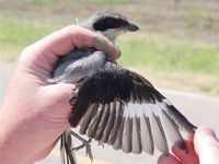 : Lanius ludovicianus; Loggerhead Shrike