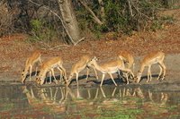 : Aepyceros melampus melampus; Southern Impala