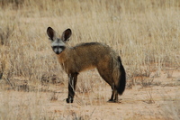 : Otocyon megalotis; Bat-eared Fox