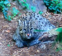 : Prionailurus viverrinus; Fishing Cat