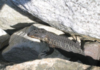 : Cordylus niger; Black Girdled Lizard