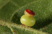 : Callirhytis serricornis; Kernel Flower Gall Wasp;