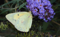 : Colias eurytheme; Orange Sulphur