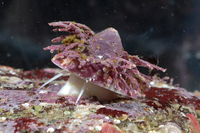 : Acmaea mitra; Whitecap Limpet