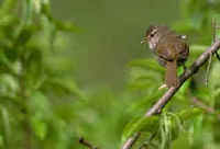 Japanese Bush Warbler seen and heard during FONT Japan Tours