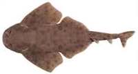 Ornate Angelshark - Squatina tergocellata