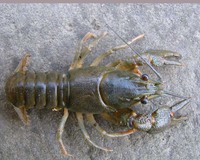 Astacus astacus - Noble Crayfish