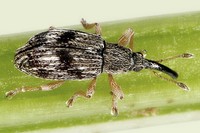 Taeniapion urticarium