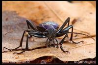 Carabus intricatus - Blue Ground Beetle