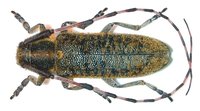 Agapanthia dahli malmerendii