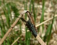 Phytoecia cylindrica