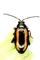 Phyllotreta nemorum