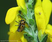 Cryptocephalus quatuordecimmaculatus