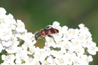 Trichodes leucopsideus