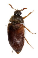 Attagenus smirnovi