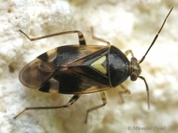 Orthops basalis