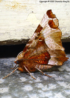 Selenia tetralunaria - Purple Thorn