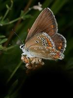 Polyommatus coridon - Chalk Hill Blue