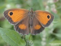 Pyronia tithonus - Gatekeeper