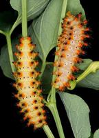 Zerynthia polyxena - Southern Festoon