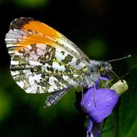 Anthocharis cardamines - Orange Tip