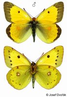 Colias chrysotheme - Lesser Clouded Yellow
