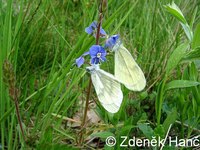 Leptidea sinapis - Wood White